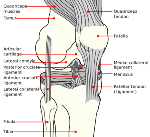 torn acl
