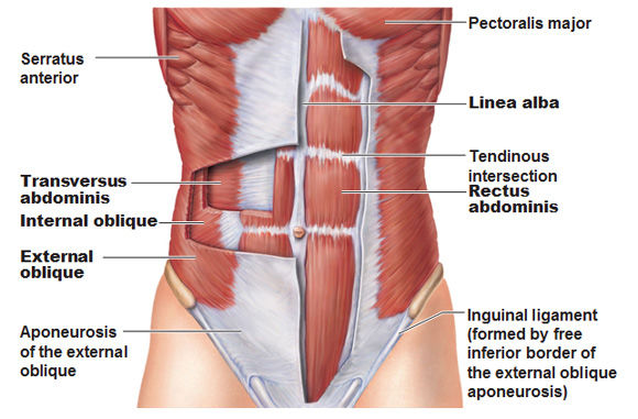Constant pain in lower lower left abdomen. Muscles In Lower Left Abdomen . Abdominal Muscle Strain How To Treat And Recover