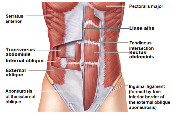 pulled abdominal muscle tear