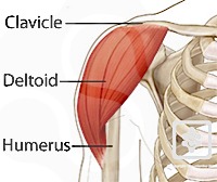 deltoid tuberosity clavicle