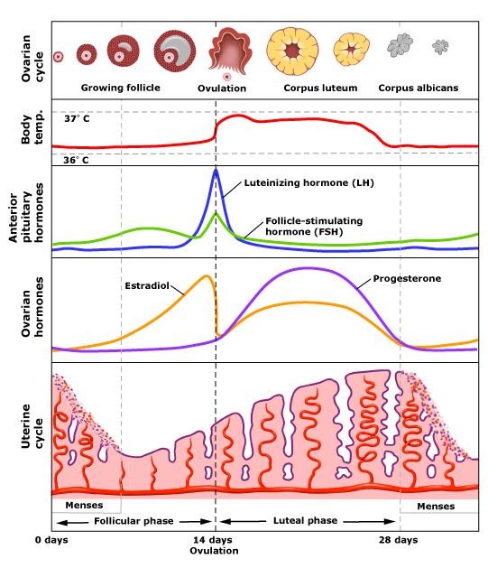 menstrual ccyle