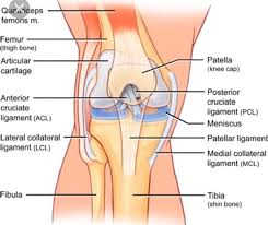 Medial Collateral Ligament (MCL)