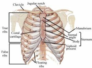 Rib cage stress fracture