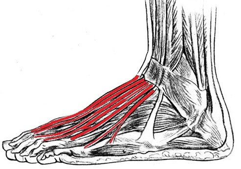 Extensor Tendonitis – Symptoms, Treatment & Basic Foot Exercise